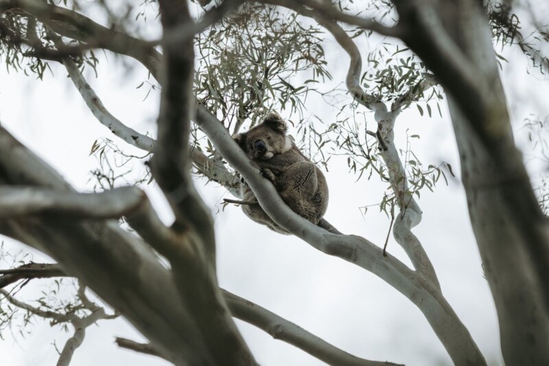 See Koalas on Kangaro Ilsand